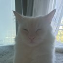 고양이 감기 "웰펫 엘라이신"고양이 영양제로 예방
