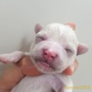 켄넬203 말티푸분양, 미니비숑분양 | 말티푸켄넬 전문견사분양공간 KENNEL203