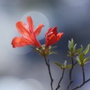 고강공원 Daum카페