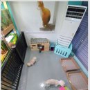 개편한 애견미용 이미지