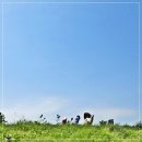 개팔자 상팔자 이미지