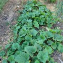 개골농장 이미지