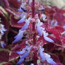 레옹여관 이미지