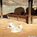 백양목장 | 인천 늘솔길 공원 양떼목장 후기