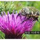 씨엠건강나라