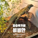 파충류카페 비비안 이미지