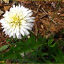 하얀민들레 이미지