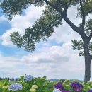 카페수국 - 순천시 하대석길 72 | 카페수국
