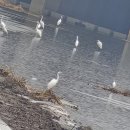 작은백로 이미지