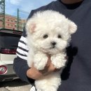 몽냥몽냥 강아지분양 일산점 이미지