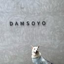 일로건강약국 | 진돗개 망고 피부기록 8년째, 강아지 알러지 이렇게 지나왔다