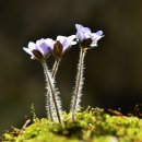 수지면 마륜마을 이미지