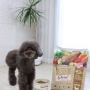 ANF 6Free+ 강아지 사료 등급 좋은 안전하고 무해한 개사료