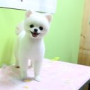 강실장펫살롱 이미지