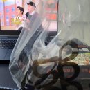 갓튀긴후라이드 천호점 이미지
