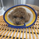 부산 리브동물의료센터 | 우리의 가나디 에렌이 슬개골 수술하다. | 부산 동래 리브동물의료센터