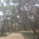 삼대사찰 통도사 그리고 메밀밭 이미지