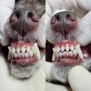 김s 동물병원 이미지