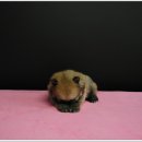 유올펫 강아지고양이 청주점 이미지