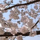 강변유원지길 | 2026 대구 동촌유원지 벚꽃 개화상황 주차 꿀팁 산책코스 후기