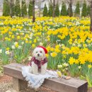 백설 | 충남 예산 애견동반 카페 백설농부 수선화 시즌 잔디마당 후기