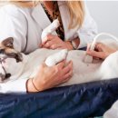 대치수동물병원 이미지