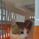 운남동물병원 이미지