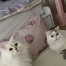 왈랄라 이미지