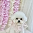 강아지미용실 정독 이미지