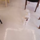 댕굴댕굴 반려견 유치원 | 애견운동장이 있는 파주애견카페 댕굴댕굴 덕배와 다녀왔어요!