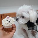 포퍼피(FOR PUPPY) 이미지