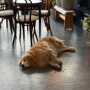 피스하우징(평화주택) | 귀여운 댕댕이가 있는 애견동반 오션뷰카페 [오분동] 평화주택커피!