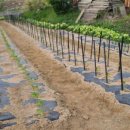 상리농장 이미지