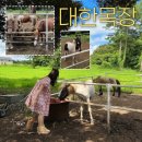 전일목장 | 제주목장카페 대한목장 서귀포 체험할 수 있는 아이와 함께 가기 좋은 곳