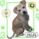 (주)펫에어라인 | 2026년 영국 이민 준비/영국 배우자비자/ 강아지 데리고 영국 이민가기