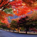 단풍미인한우홍보관 Daum카페