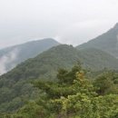 한국명품산삼 이미지