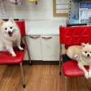 쿨펫 양·한방 동물병원 이미지