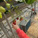 재주농장 | 창원 딸기체험 5세아이 내가키워팜 딸기농장 다녀온 후기