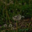 하얀민들레마을 이미지