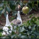 천시원교육농장 이미지