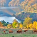 평화목장 이미지