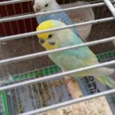 레인보우 앵무 이미지