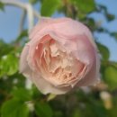 더가드너 이미지