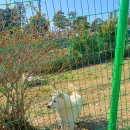 진도개테마파크 ( Dog스포츠(평일)어울마당) | 진도개테마파크 입장료 무료 진도 가볼만한곳