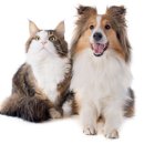 하이동물병원 이미지