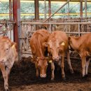 수가축인공수정소 이미지