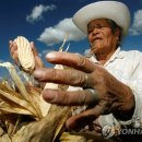 노란옥수수 이미지