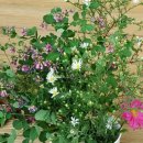 간호조무사 전문자격 이미지