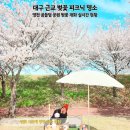 영천시 경계 도로옆 | 대구 근교 벚꽃 피크닉 명소 영천 곰들덤공원 실시간 개화 상태 명당 잡는 꿀팁